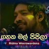 Gahaka Mal Pipila (Live Cover) Piyum Neela Vila mp3 Download