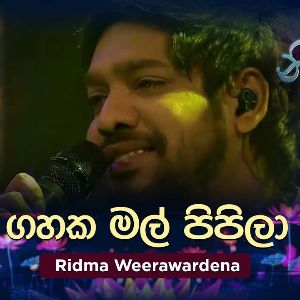 Gahaka Mal Pipila (Live Cover) Piyum Neela Vila mp3 Download